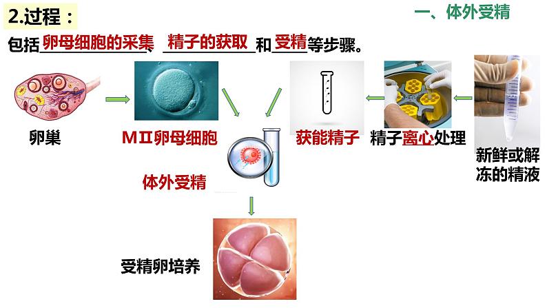 选修3 2.3.2胚胎工程技术及其应用课件（30张PPT）05