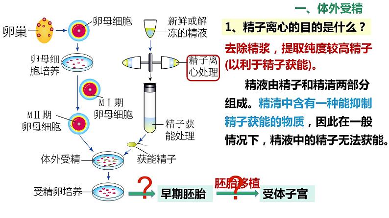 选修3 2.3.2胚胎工程技术及其应用课件（30张PPT）06