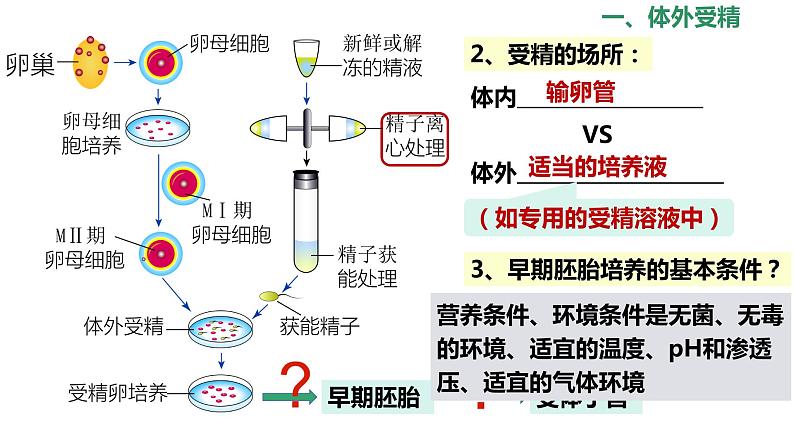 选修3 2.3.2胚胎工程技术及其应用课件（30张PPT）07