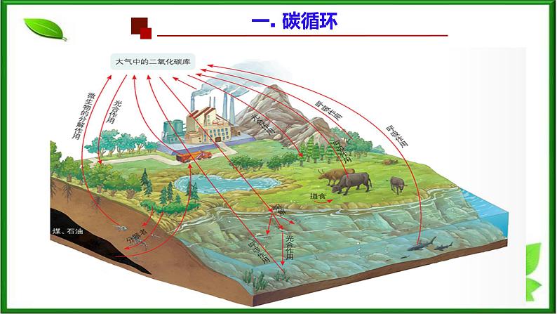 选修2 3.3生态系统的物质循环课件（40张PPT）第5页