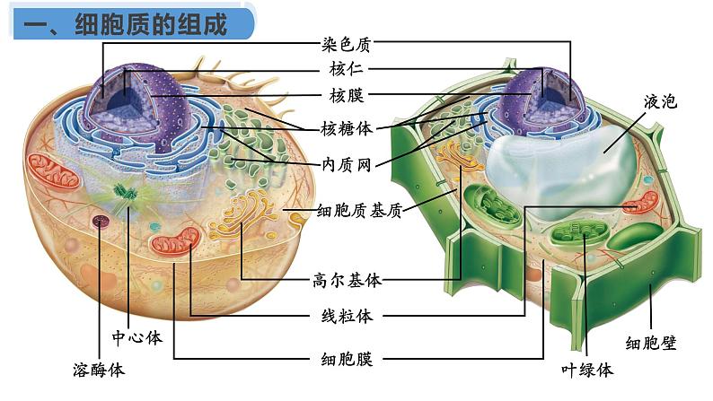 3.2 细胞器之间的分工合作课件（55张PPT）第3页