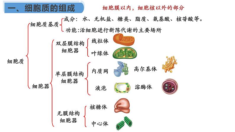 3.2 细胞器之间的分工合作课件（55张PPT）第4页