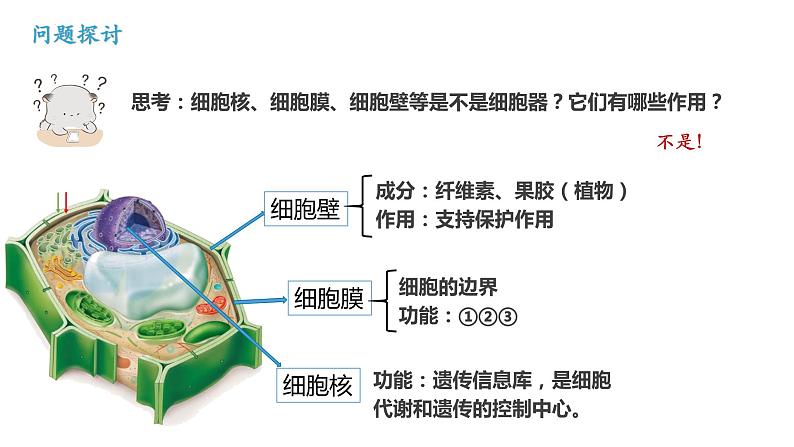 3.2 细胞器之间的分工合作课件（55张PPT）第5页