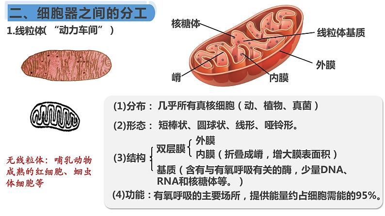 3.2 细胞器之间的分工合作课件（55张PPT）第8页