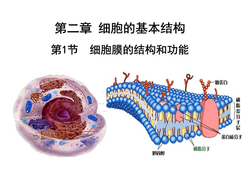 3.1 细胞膜的结构和功能课件（30张PPT）第1页