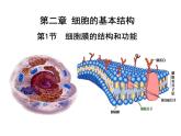 3.1 细胞膜的结构和功能课件（30张PPT）