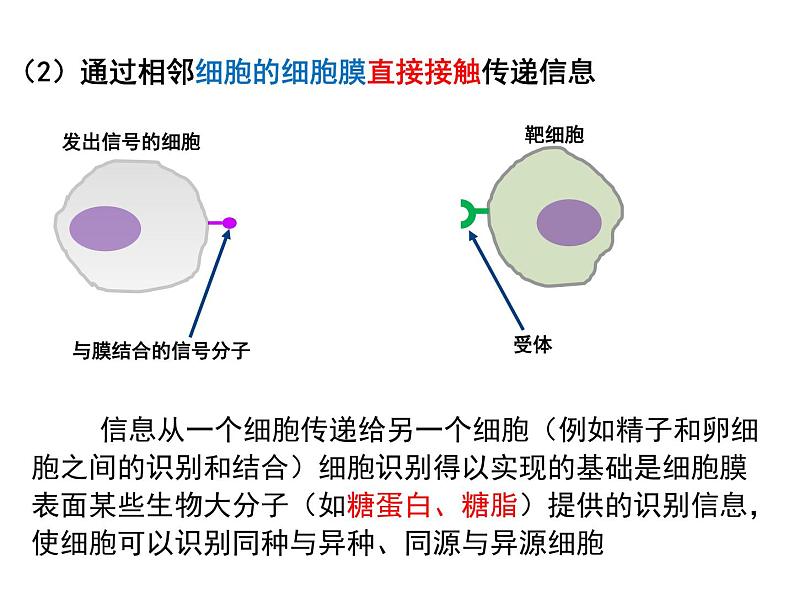 3.1 细胞膜的结构和功能课件（30张PPT）第7页