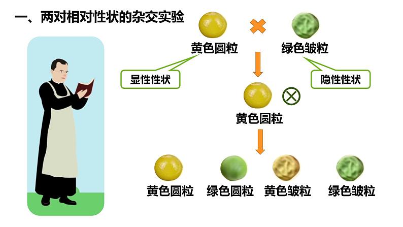 1.2.1孟德尔的豌豆杂交实验（二）（24张PPT）03