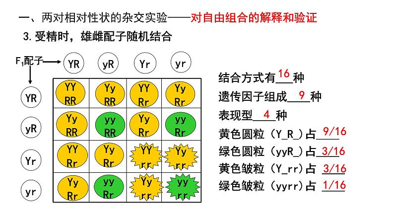 1.2.1孟德尔的豌豆杂交实验（二）（24张PPT）08