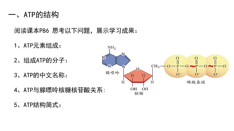 5.2细胞的能量“货币”ATP课件（16张PPT）03