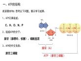 5.2细胞的能量“货币”ATP课件（16张PPT）