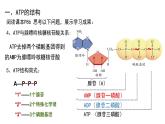 5.2细胞的能量“货币”ATP课件（16张PPT）