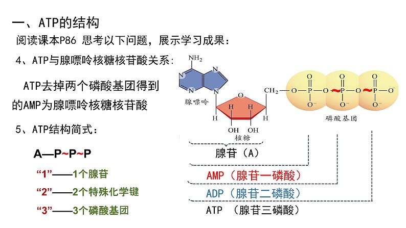 5.2细胞的能量“货币”ATP课件（16张PPT）05