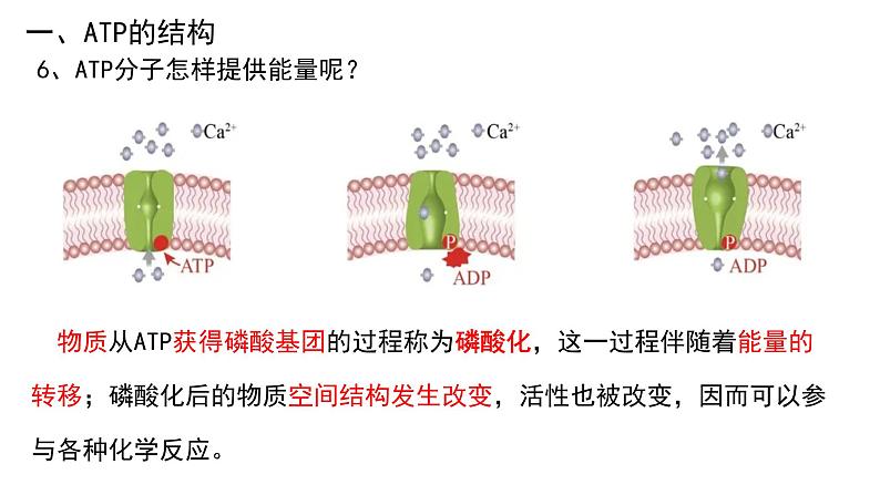 5.2细胞的能量“货币”ATP课件（16张PPT）07