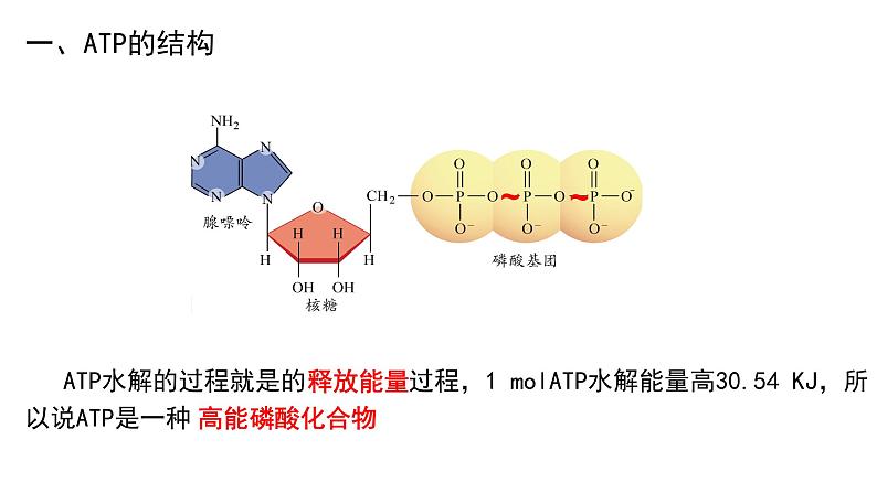 5.2细胞的能量“货币”ATP课件（16张PPT）08