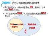 4.1 基因指导蛋白质的合成课件（48张PPT）