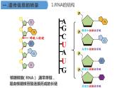 4.1 基因指导蛋白质的合成课件（48张PPT）