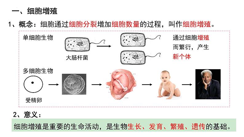 6.1 细胞的增殖课件（38张PPT）03