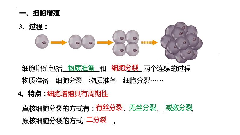 6.1 细胞的增殖课件（38张PPT）04