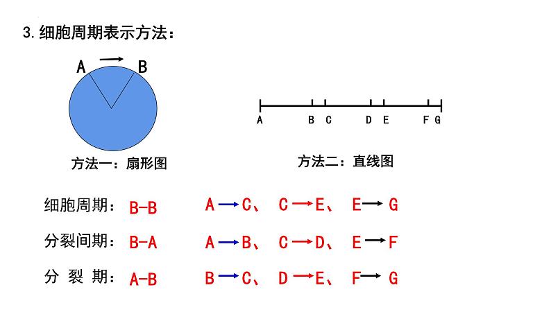 6.1 细胞的增殖课件（38张PPT）07