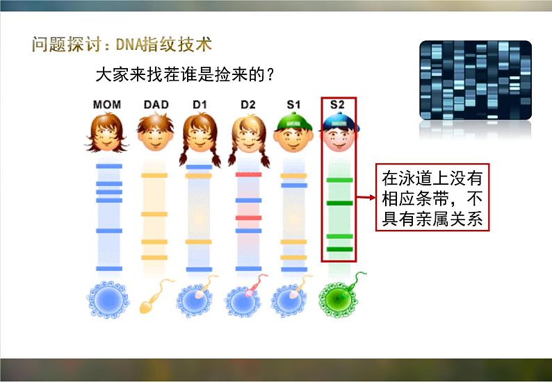 必修1 2.5 核酸是遗传信息的携带者课件（22张PPT）第2页