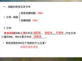 必修1 2.5 核酸是遗传信息的携带者课件（22张PPT）