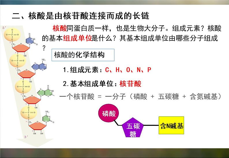 必修1 2.5 核酸是遗传信息的携带者课件（22张PPT）第5页