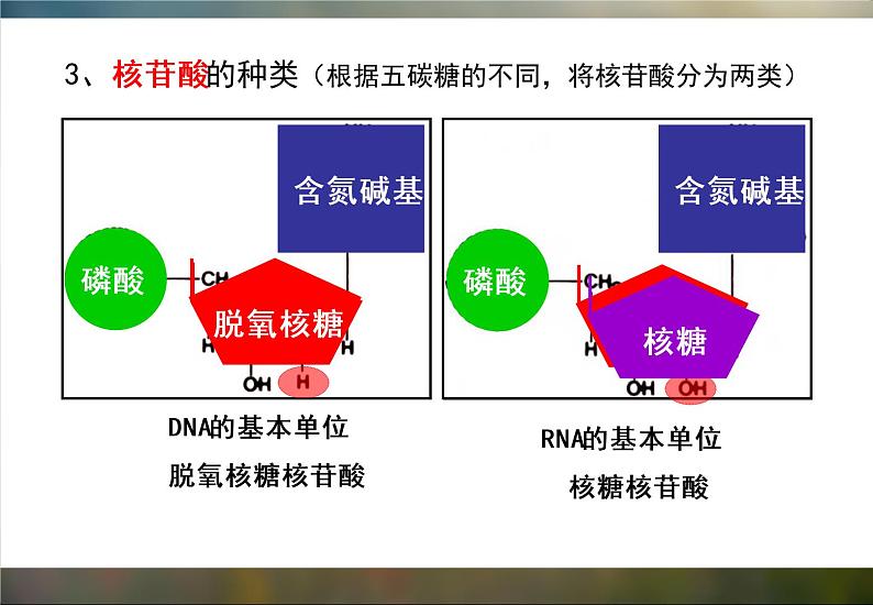 必修1 2.5 核酸是遗传信息的携带者课件（22张PPT）第6页