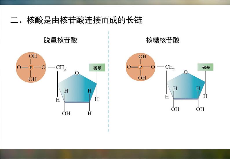 必修1 2.5 核酸是遗传信息的携带者课件（22张PPT）第7页