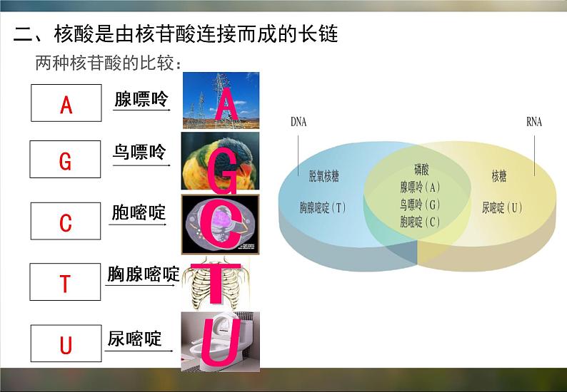 必修1 2.5 核酸是遗传信息的携带者课件（22张PPT）第8页