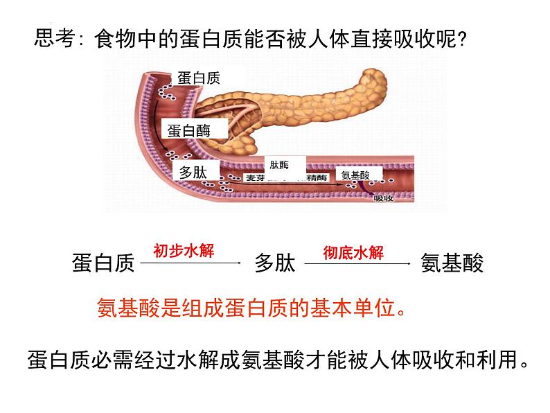 2.4 蛋白质是生命活动的主要承担者（45张PPT）07