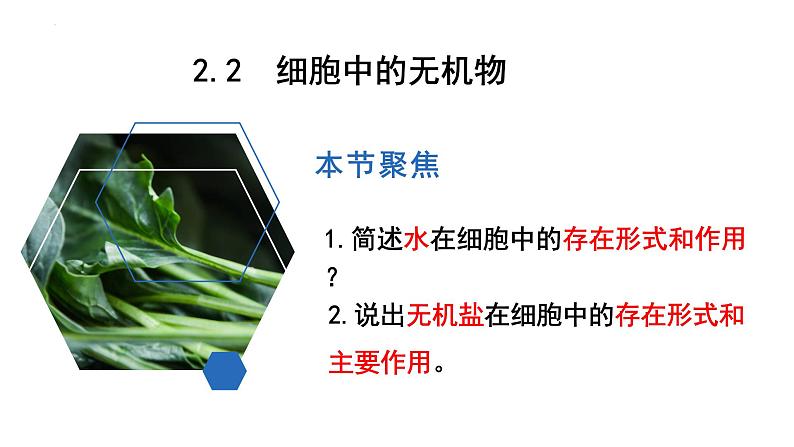 2.2细胞中的无机物课件（28张PPT）第1页