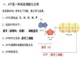 5.2 细胞的能量“货币”ATP课件（21张PPT）