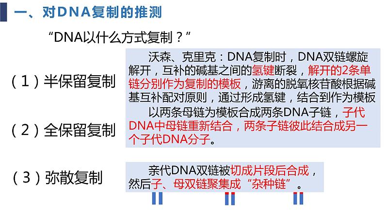 必修2 3.3DNA的复制课件（24张PPT）04