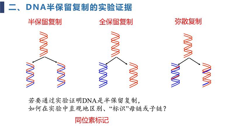 必修2 3.3DNA的复制课件（24张PPT）05