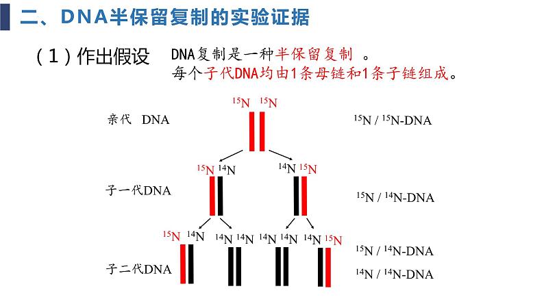 必修2 3.3DNA的复制课件（24张PPT）07