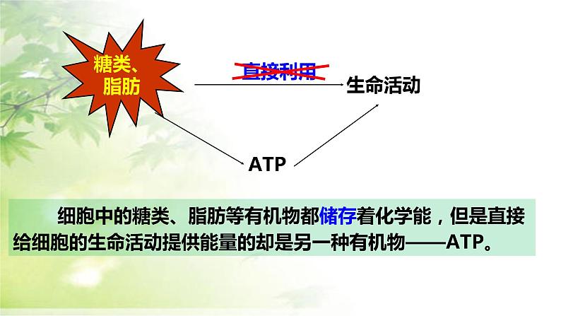 必修一 5.2细胞的能量“货币”ATP课件（25张PPT）第7页