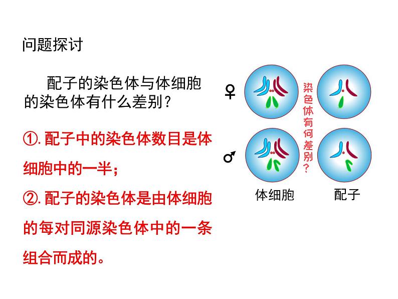 2.1 减数分裂第一课时课件 （36张PPT）第2页