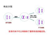 2.1 减数分裂第一课时课件 （36张PPT）