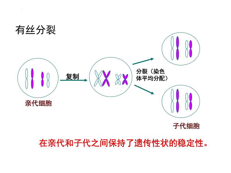 2.1 减数分裂第一课时课件 （36张PPT）第3页