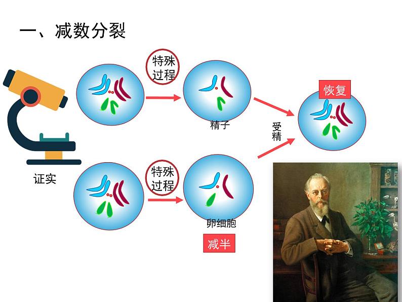 2.1 减数分裂第一课时课件 （36张PPT）第4页