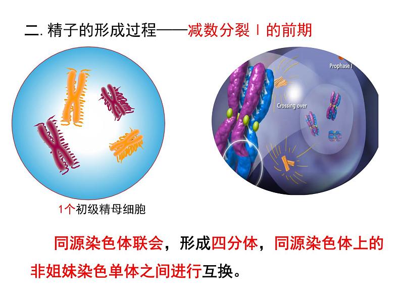 2.1 减数分裂第一课时课件 （36张PPT）第8页