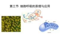 高中生物第3节 细胞呼吸的原理和应用课前预习ppt课件