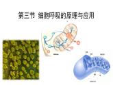 5.3 细胞呼吸的原理和应用课件（36张PPT）