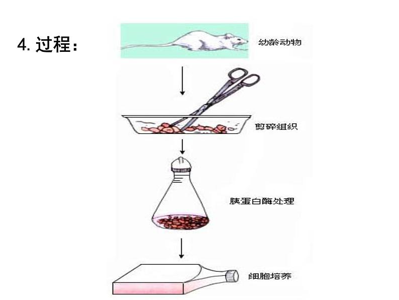 选修3 2.2《动物细胞工程》（44张PPT）第6页