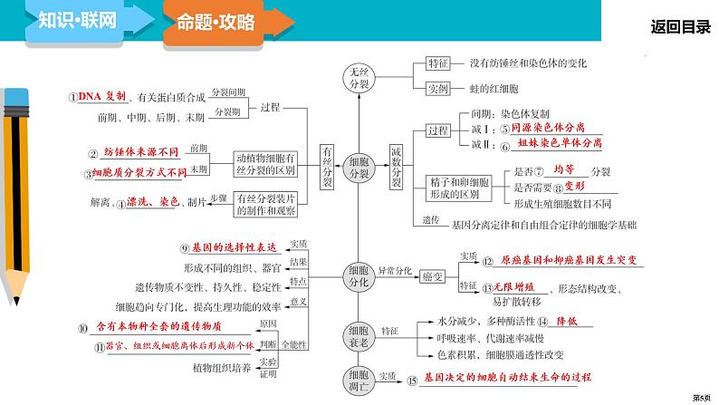 第5讲 细胞的生命历程（含减数分裂和受精作用）-2022届二轮复习生物课件PPT第5页