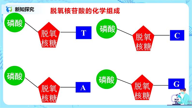 3.1《DNA是主要的遗传物质》课件PPT第4页