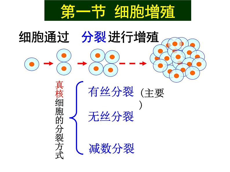 《第1节 细胞的增殖》课件2第4页
