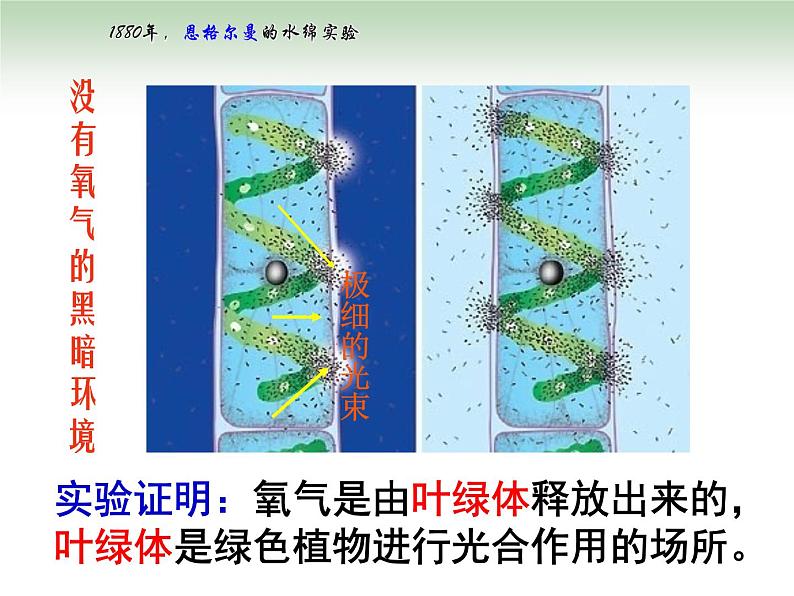 《二 光合作用的原理和应用》课件3第5页