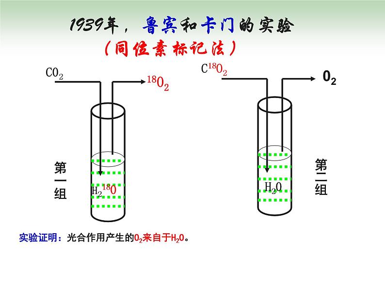《二 光合作用的原理和应用》课件3第6页